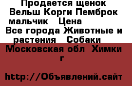 Продается щенок Вельш Корги Пемброк мальчик › Цена ­ 65 000 - Все города Животные и растения » Собаки   . Московская обл.,Химки г.